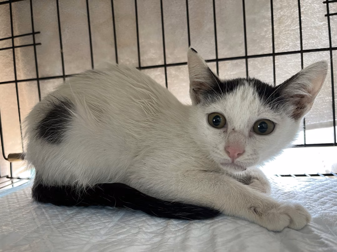 The cat, from the shelter's listing
