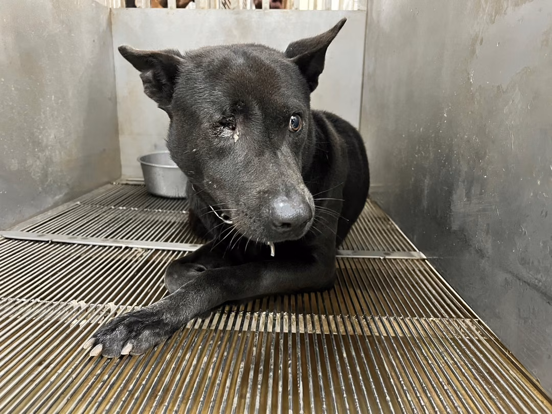 The dog, from the shelter's listing