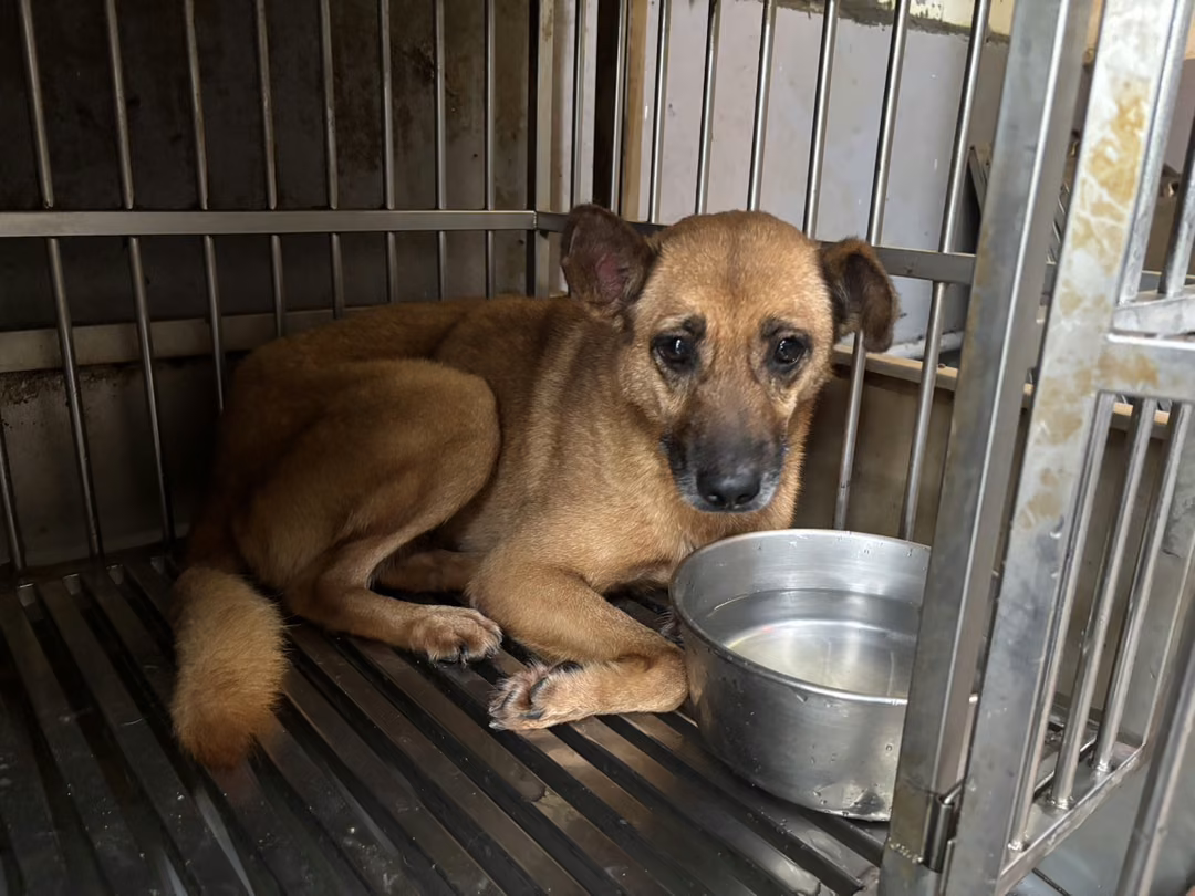 The dog, from the shelter's listing