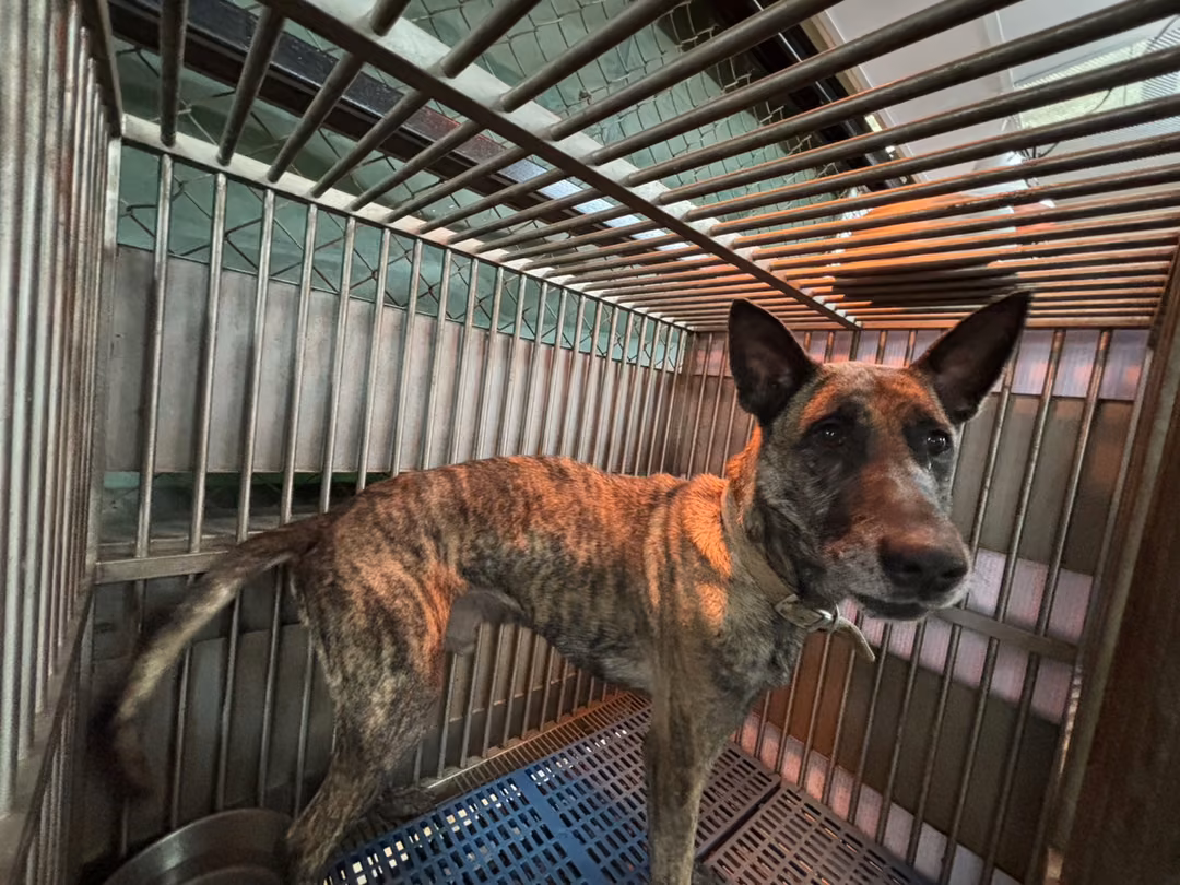The dog, from the shelter's listing