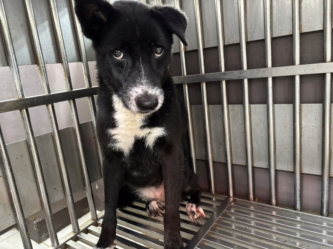 The dog, from the shelter's listing