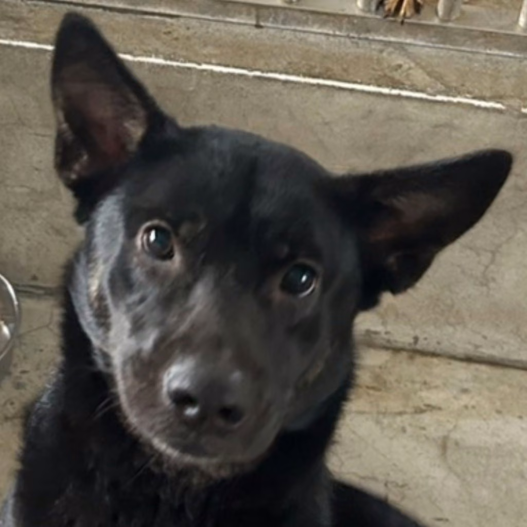 The dog, from the shelter's listing