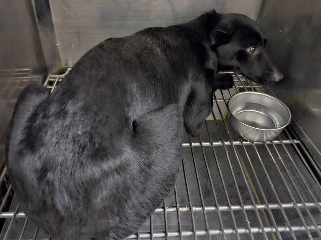 The dog, from the shelter's listing