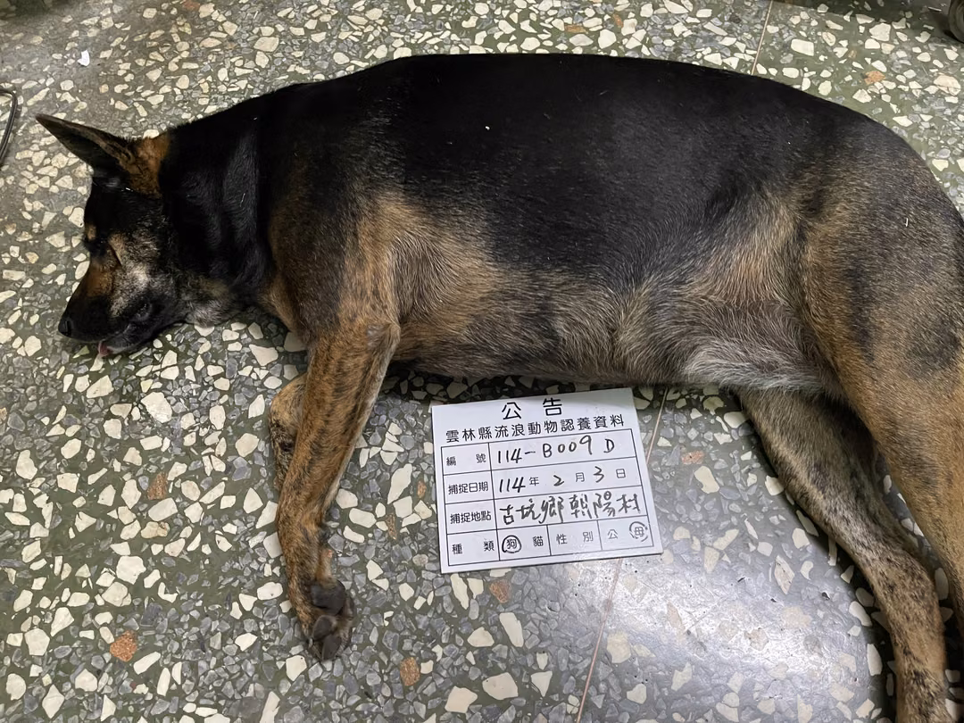 The dog, from the shelter's listing