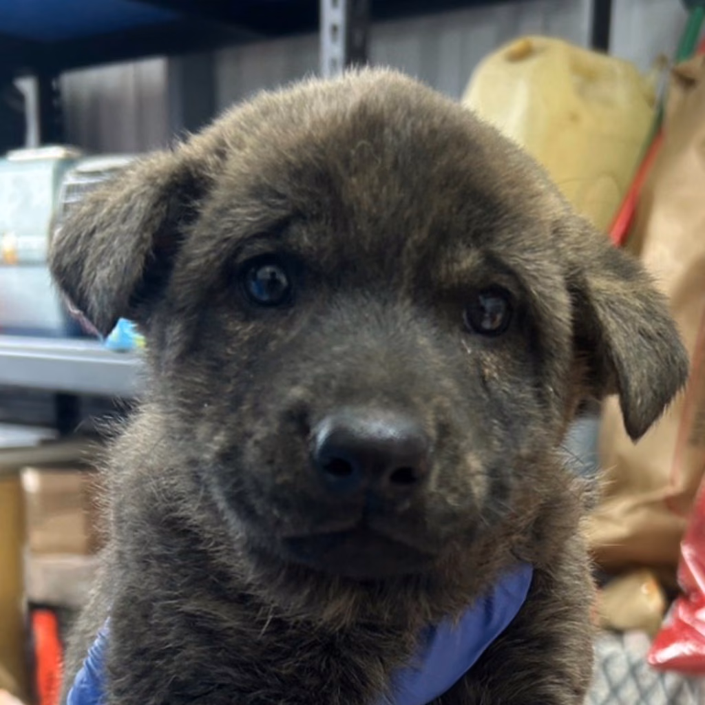 The dog, from the shelter's listing