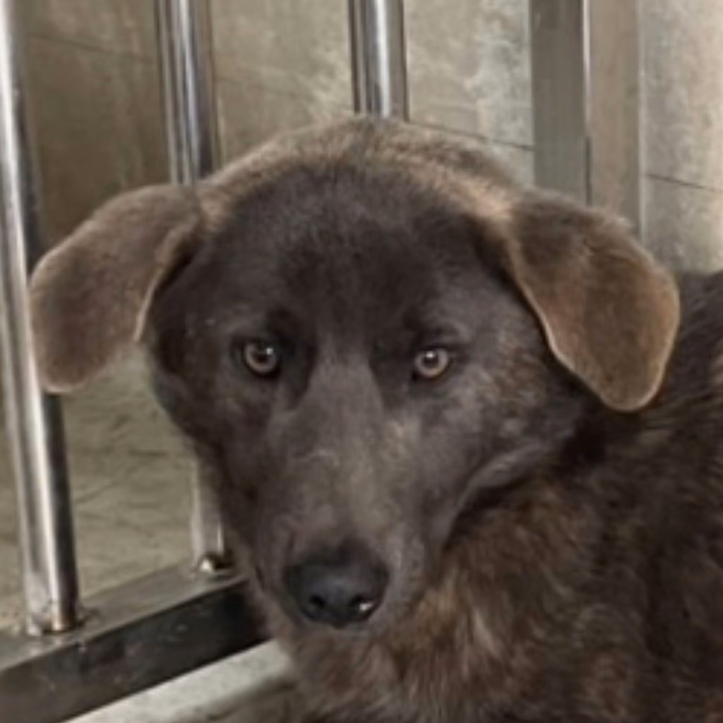 The dog, from the shelter's listing