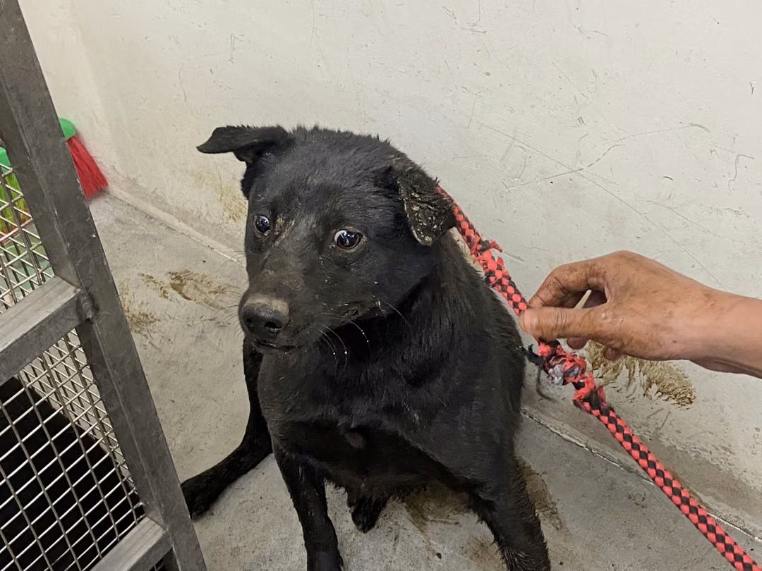 The dog, from the shelter's listing
