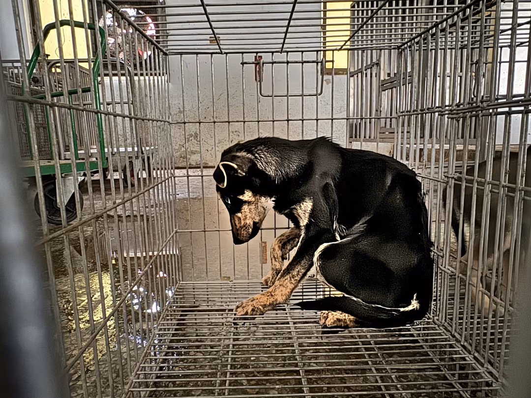 The dog, from the shelter's listing