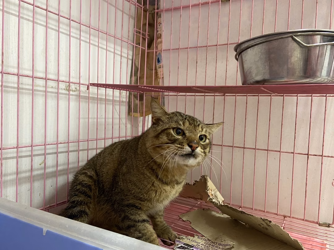 The cat, from the shelter's listing