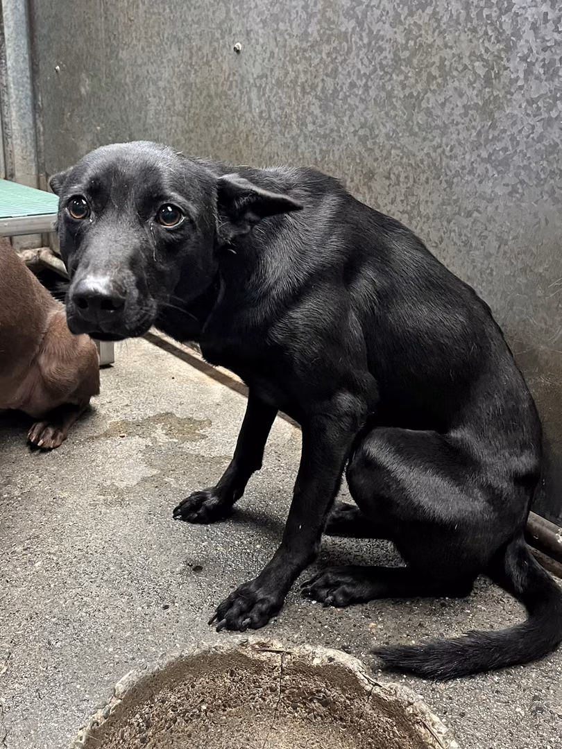The dog, from the shelter's listing