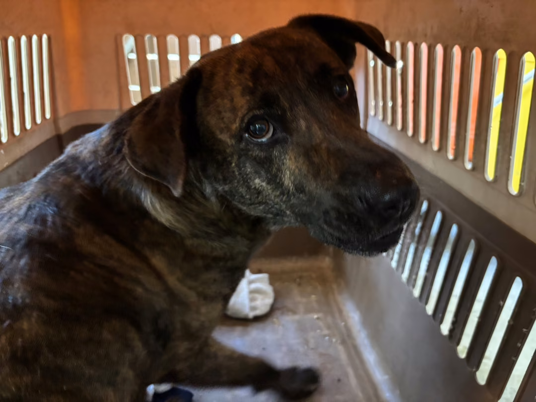 The dog, from the shelter's listing