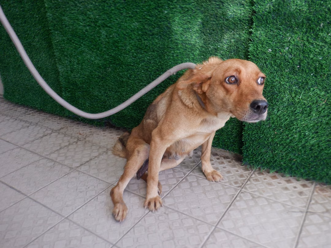 The dog, from the shelter's listing