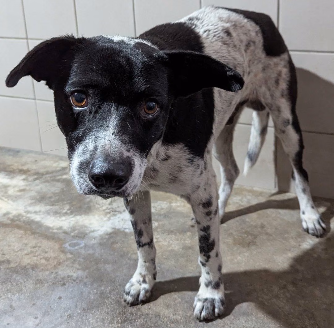 The dog, from the shelter's listing