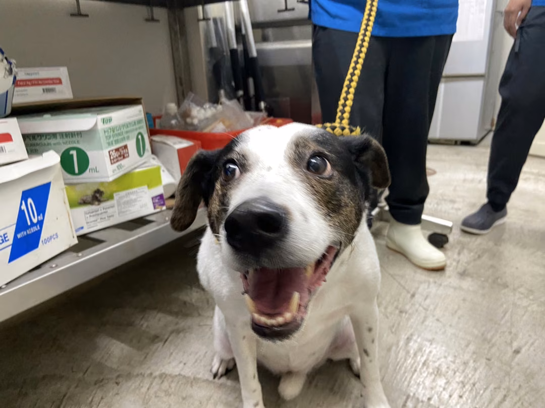 The dog, from the shelter's listing