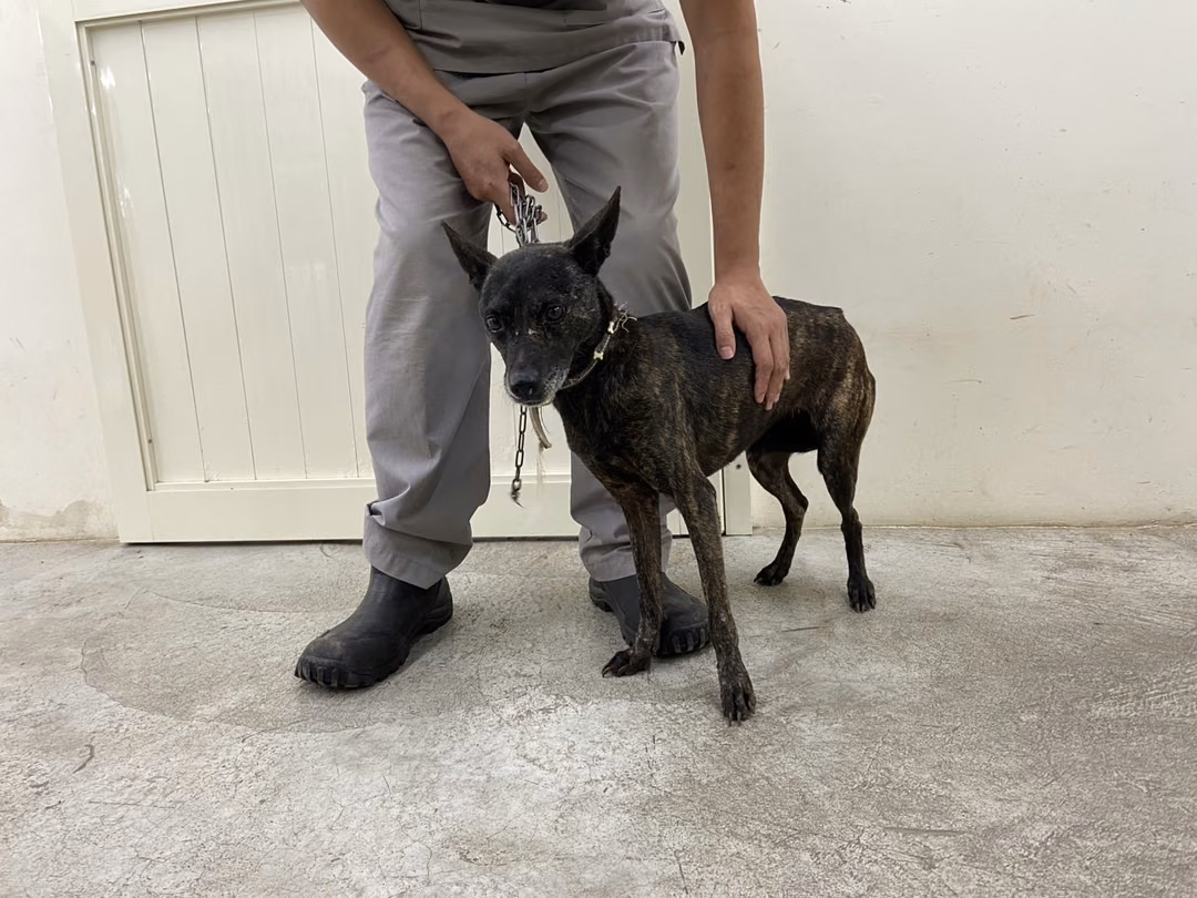 The dog, from the shelter's listing