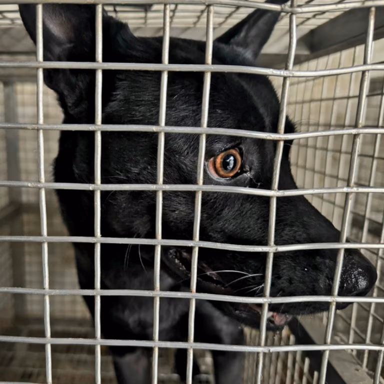 The dog, from the shelter's listing