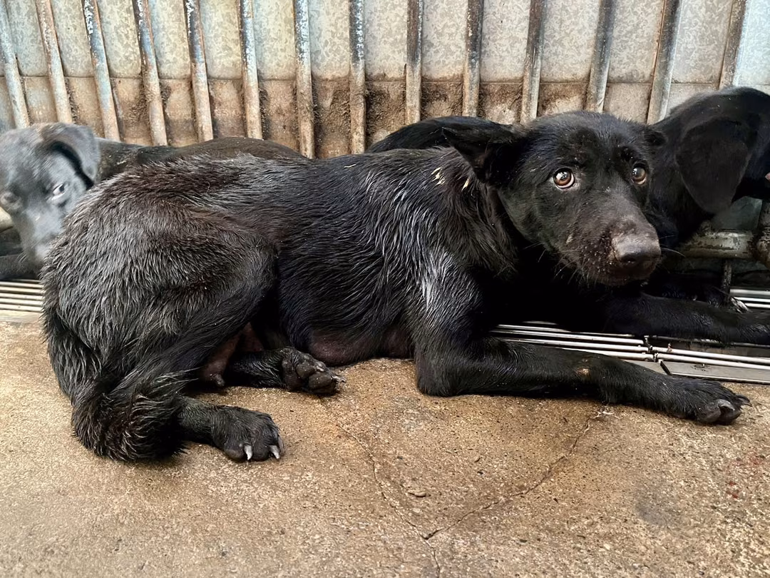 The dog, from the shelter's listing
