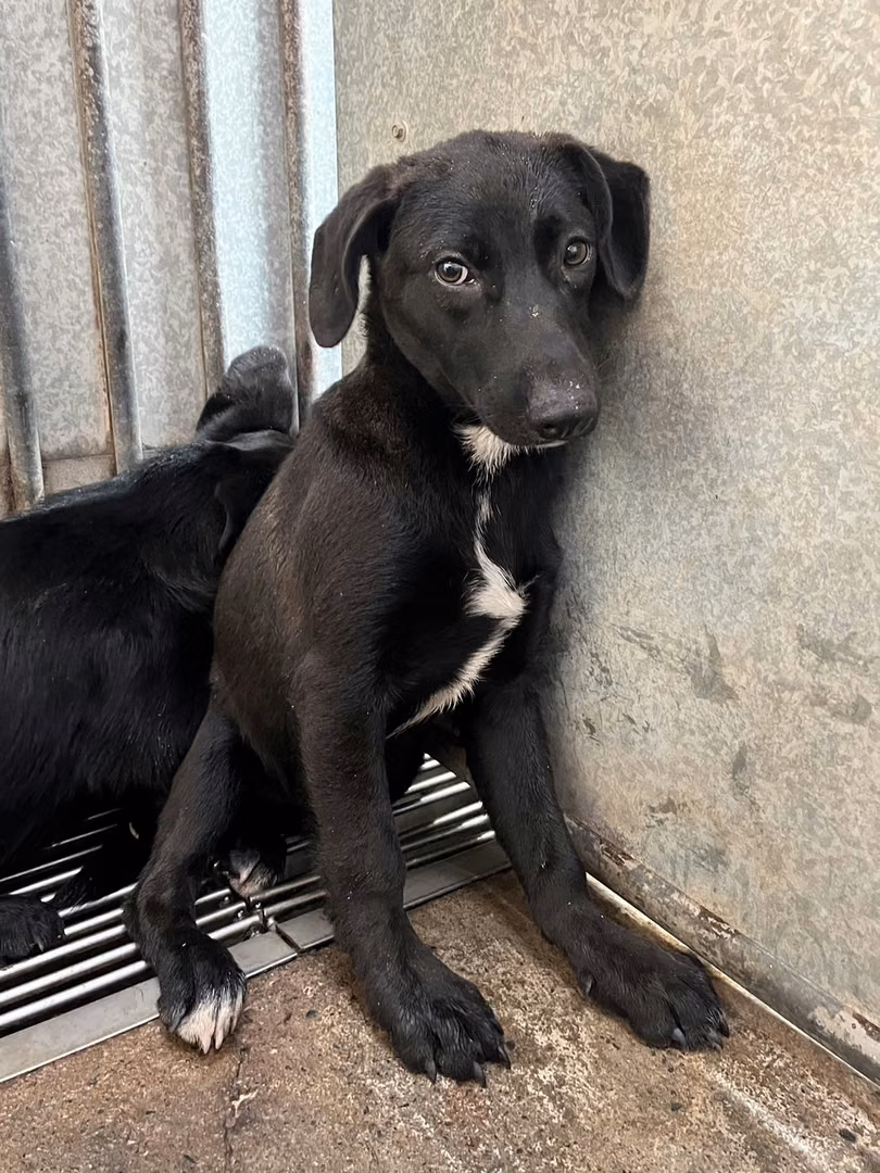 The dog, from the shelter's listing