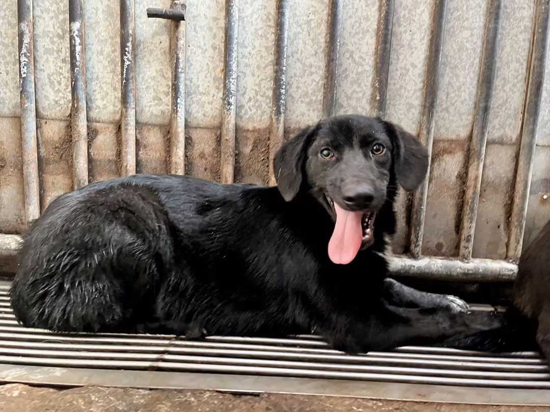 The dog, from the shelter's listing