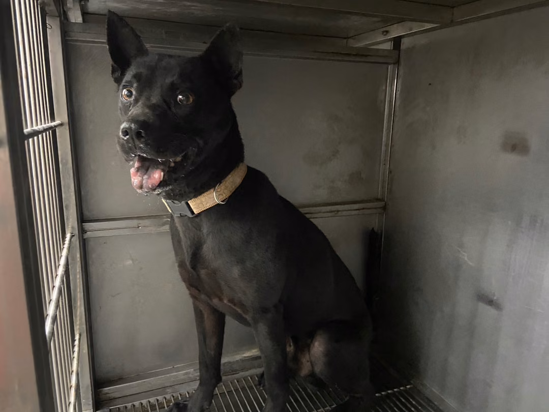 The dog, from the shelter's listing