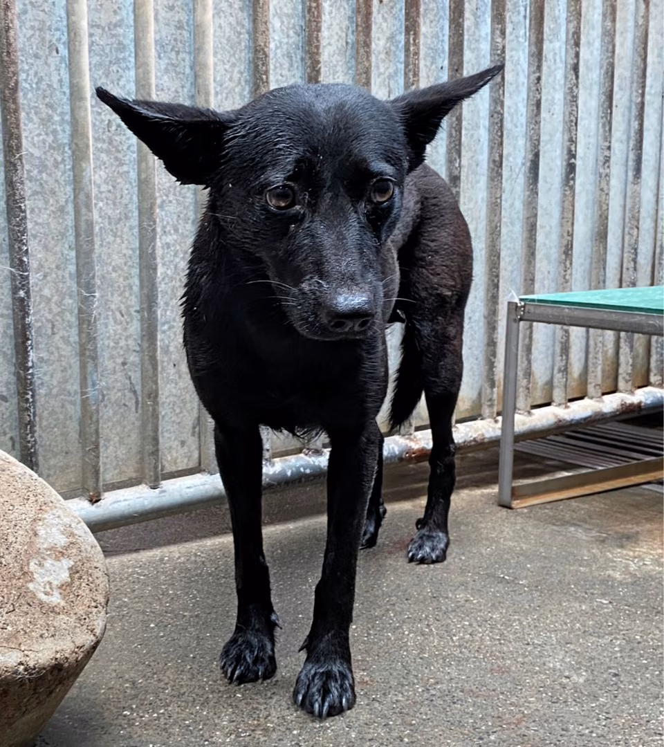 The dog, from the shelter's listing
