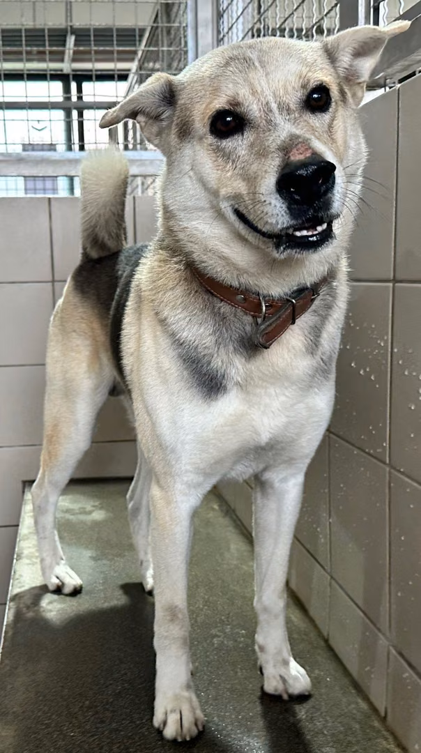 The dog, from the shelter's listing