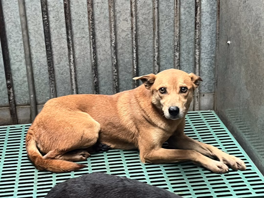 The dog, from the shelter's listing