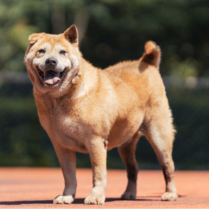 The dog, from the shelter's listing