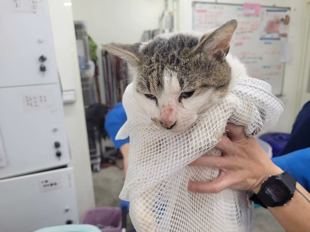 The cat, from the shelter's listing