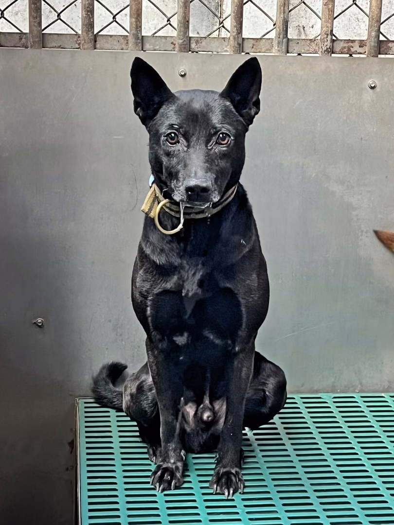 The dog, from the shelter's listing