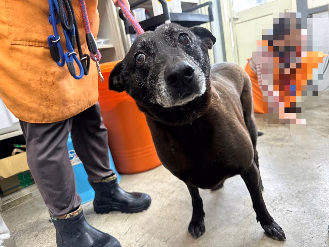 The dog, from the shelter's listing