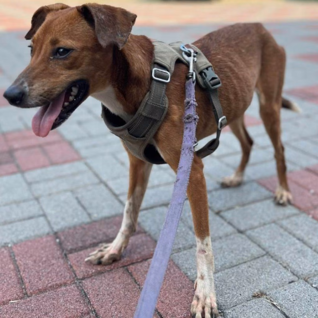 The dog, from the shelter's listing