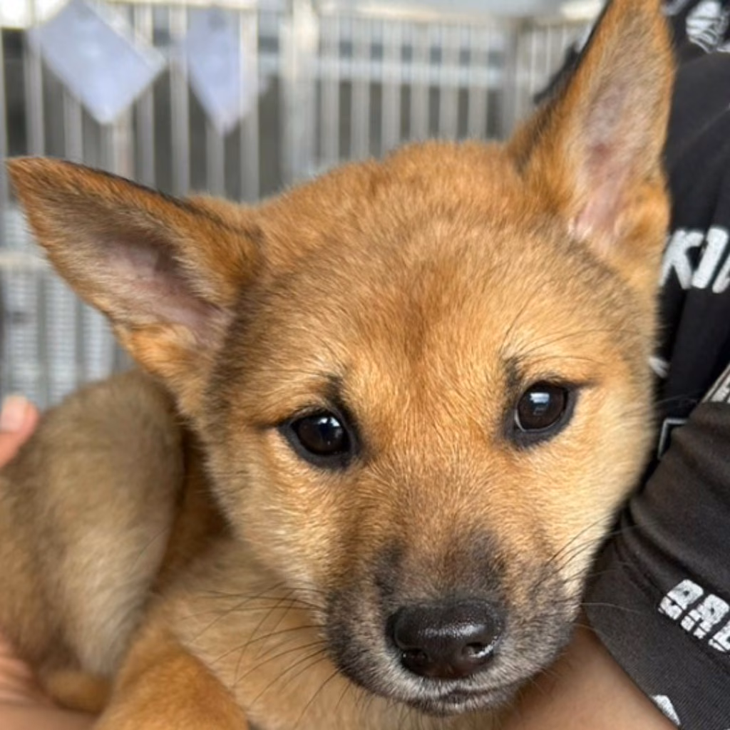 The dog, from the shelter's listing