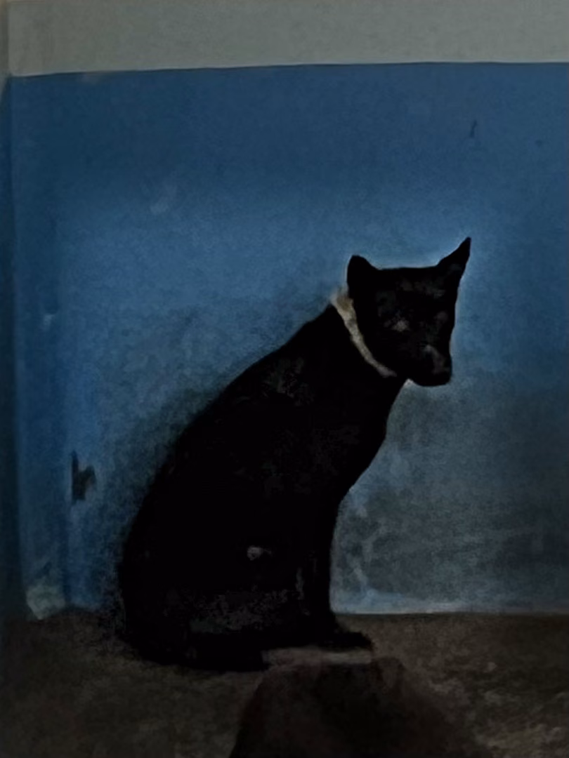 The dog, from the shelter's listing