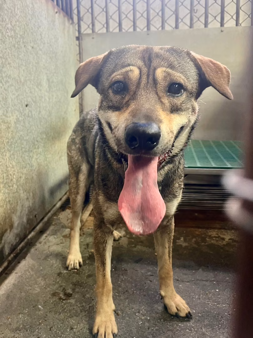 The dog, from the shelter's listing