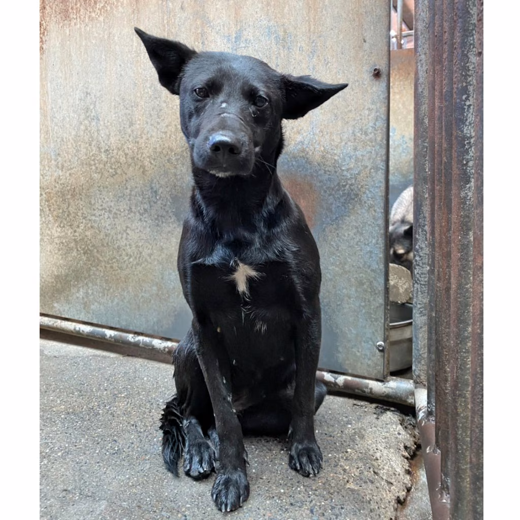 The dog, from the shelter's listing