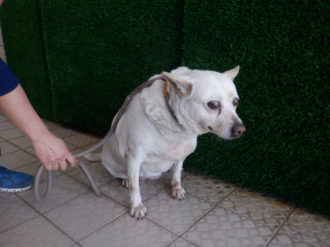 The dog, from the shelter's listing