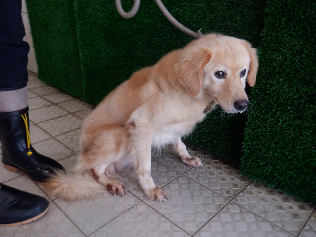 The dog, from the shelter's listing