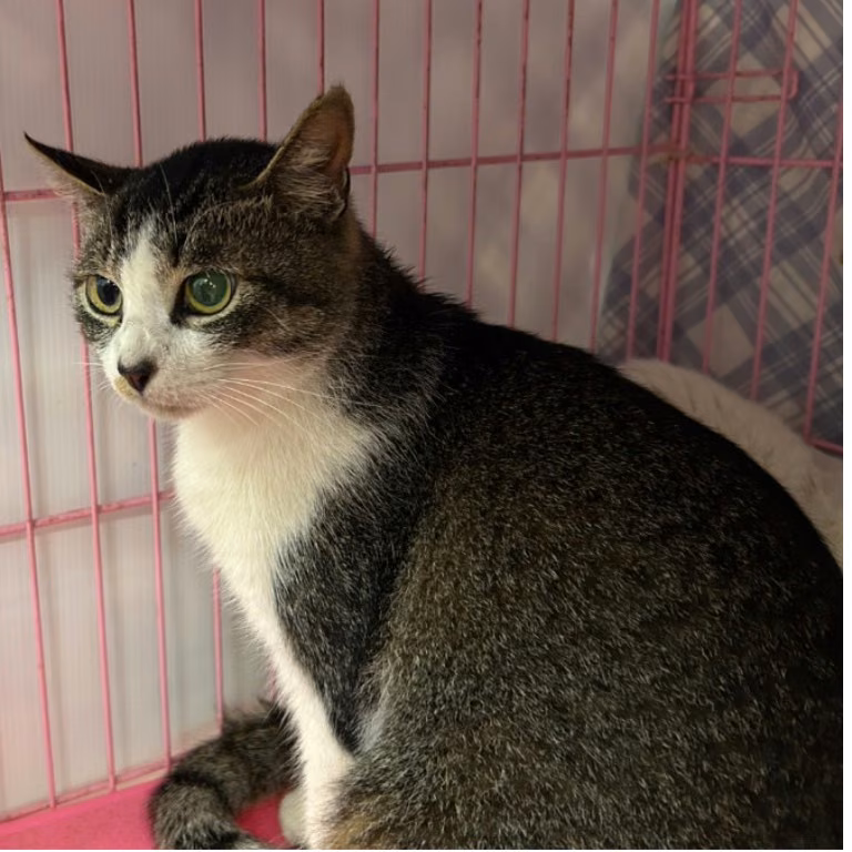 The cat, from the shelter's listing