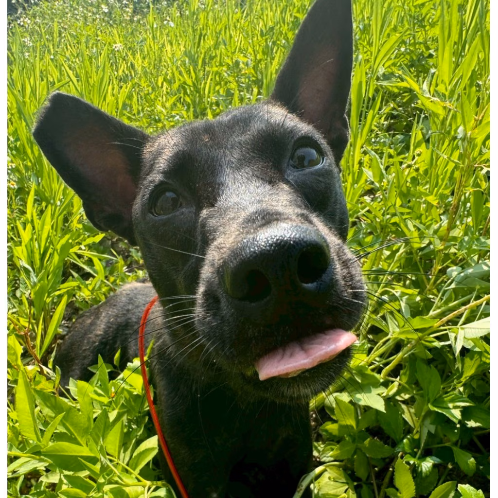 The dog, from the shelter's listing