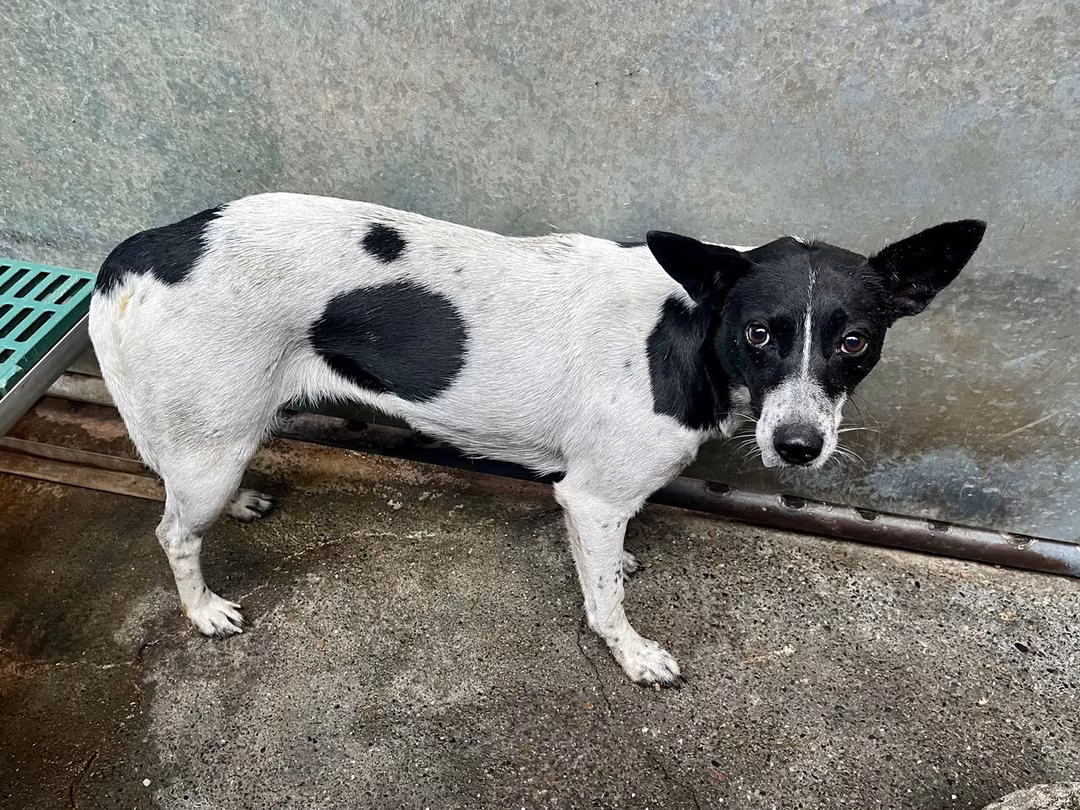 The dog, from the shelter's listing