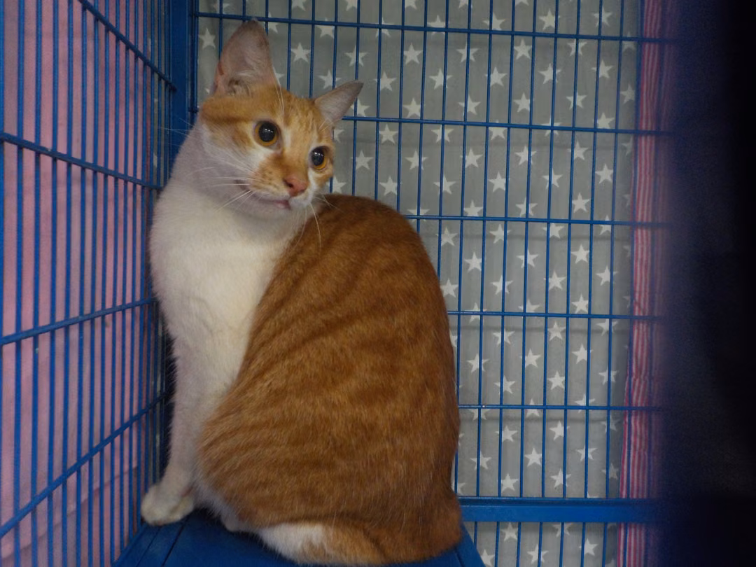 The cat, from the shelter's listing