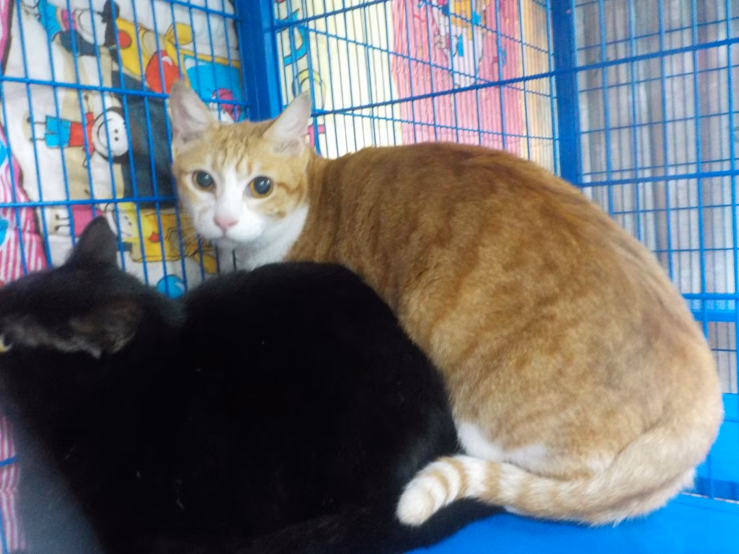 The cat, from the shelter's listing