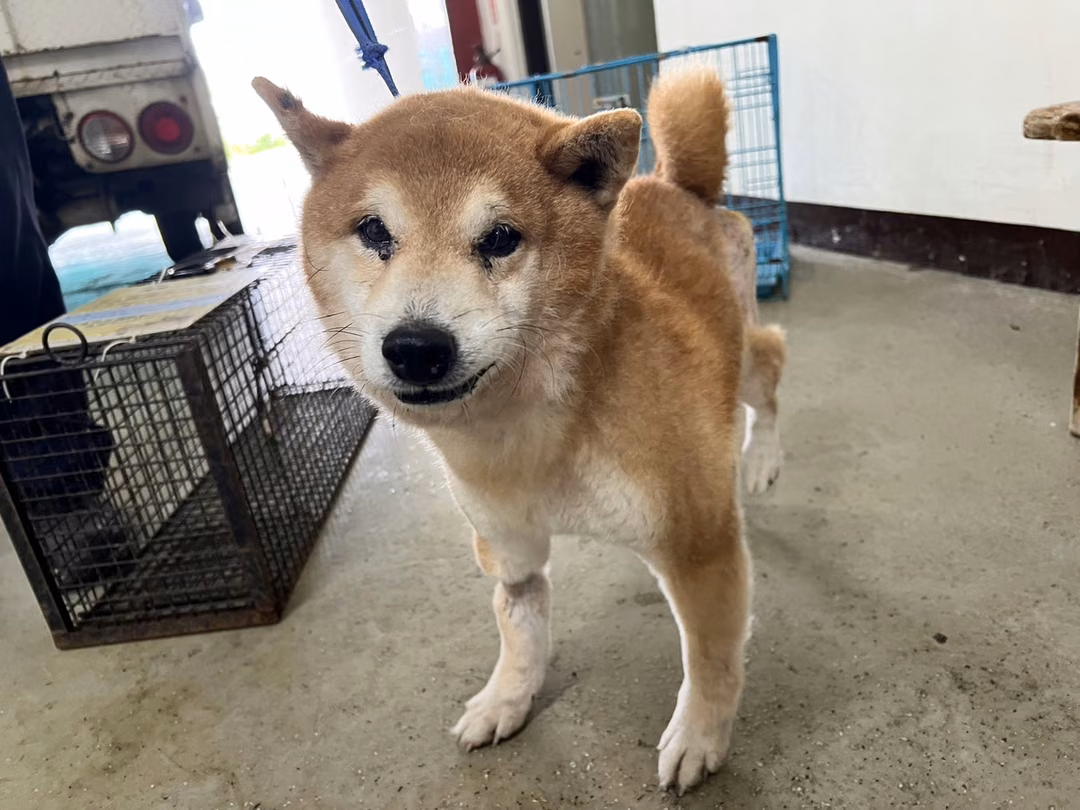 The dog, from the shelter's listing