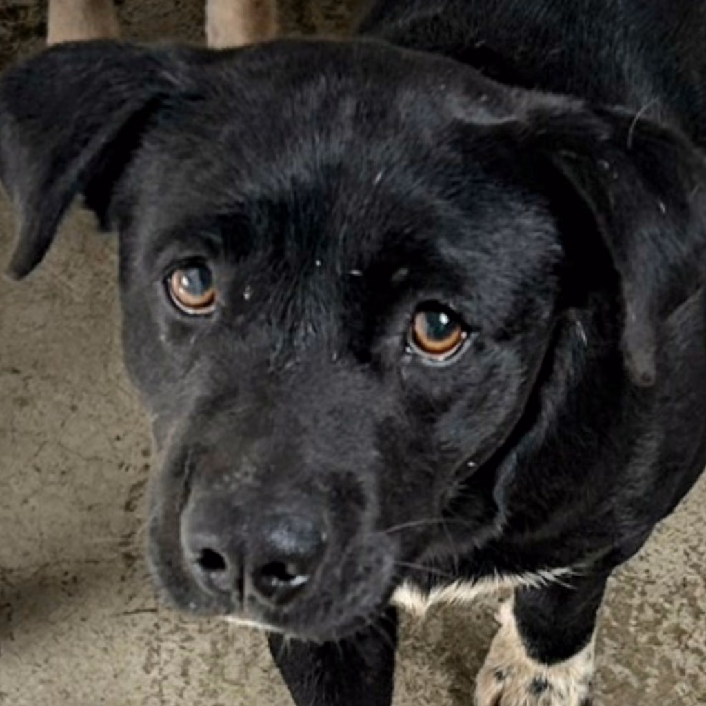 The dog, from the shelter's listing