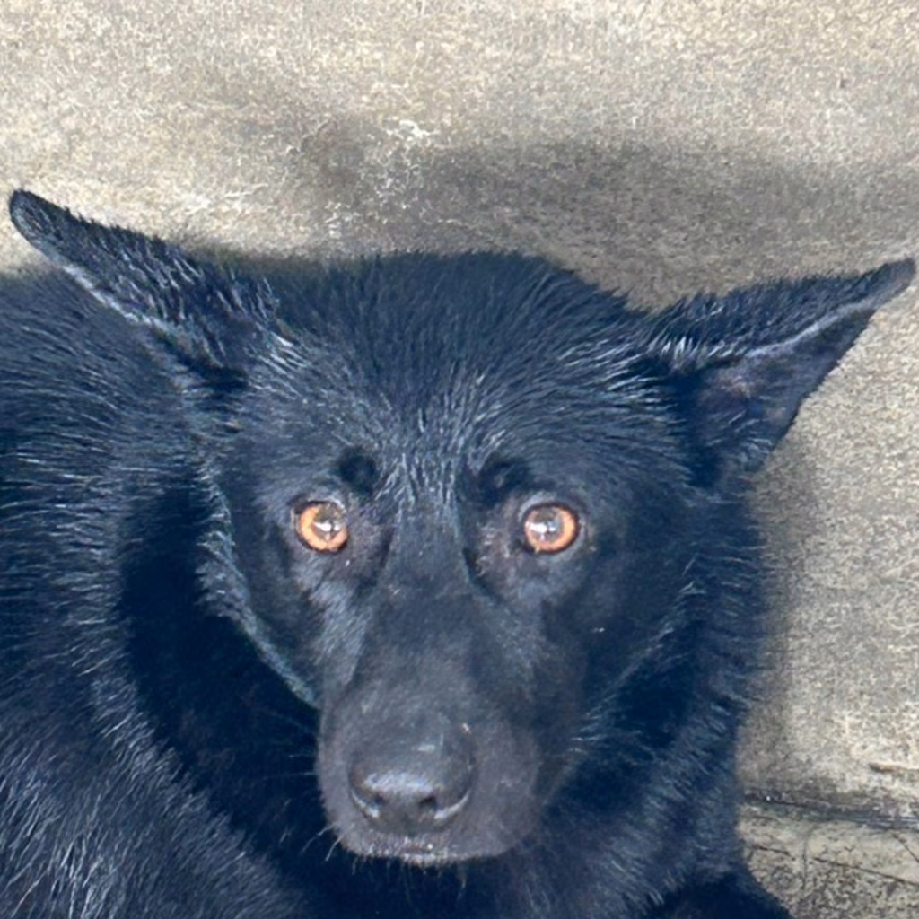 The dog, from the shelter's listing