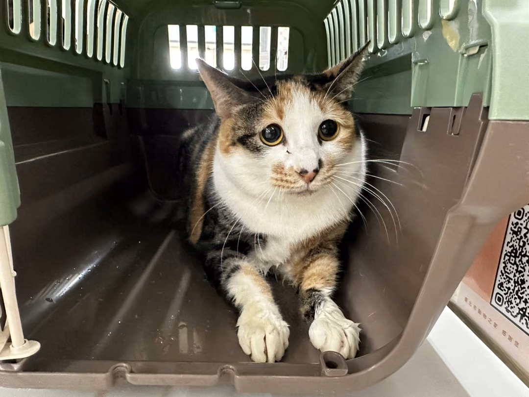 The cat, from the shelter's listing