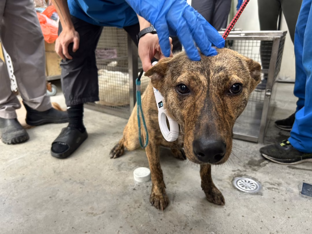The dog, from the shelter's listing