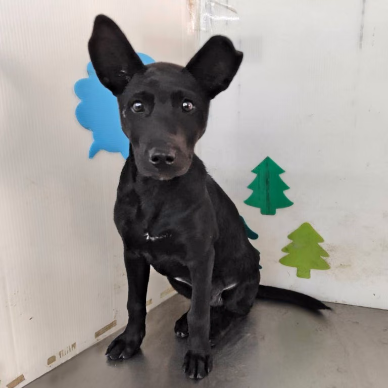 The dog, from the shelter's listing