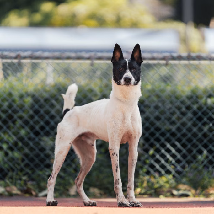 The dog, from the shelter's listing
